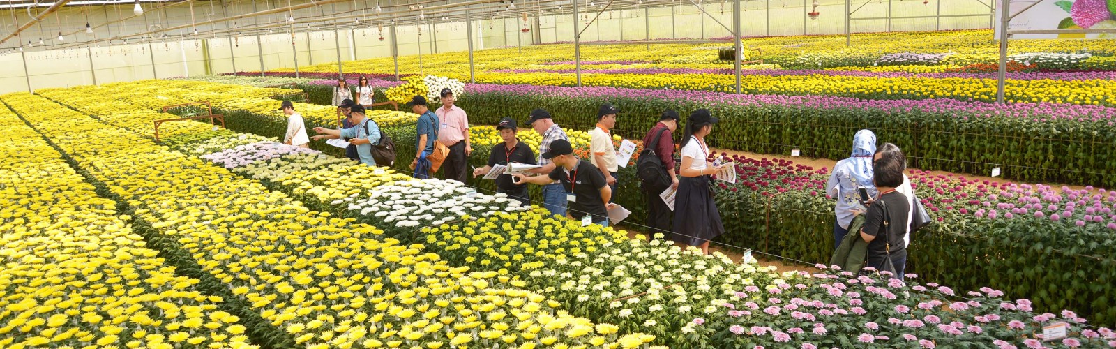 TCBC: Dalat Hasfarm giới thiệu hoa thử nghiệm 2018 – Chất lượng bền vững