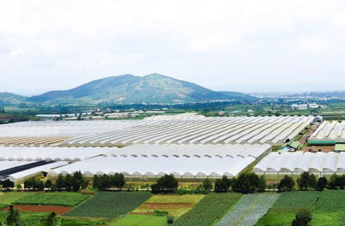 Hasfarm Holding's Pan-Asian flower power