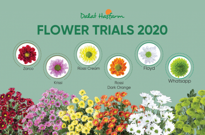 Dalat Hasfarm Flower Trials 2020