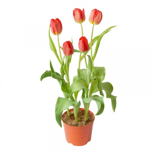 Tulip – Red