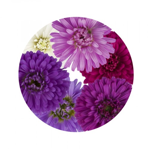Victoria Asters™