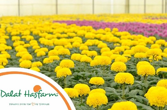 Hội nghị khách hàng Dalat Hasfarm 2019: Gắn kết bền vững – Chia sẻ thành công