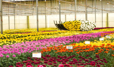 Std Chrysanthemum Green House