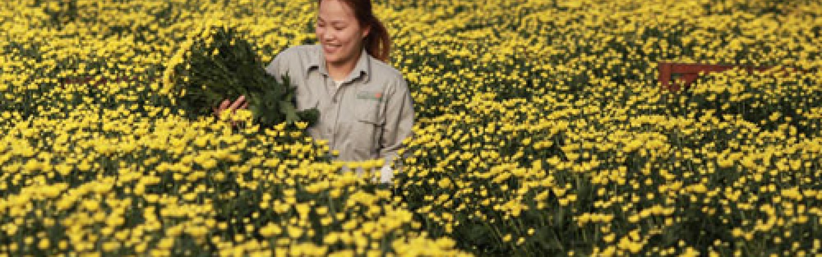 Dalat Hasfarm in preparation for TET