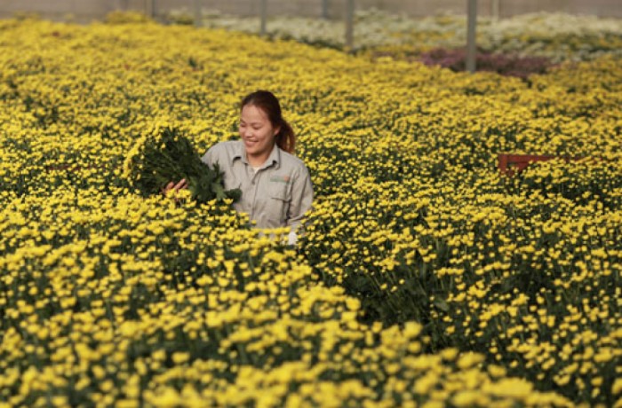 Dalat Hasfarm in preparation for TET