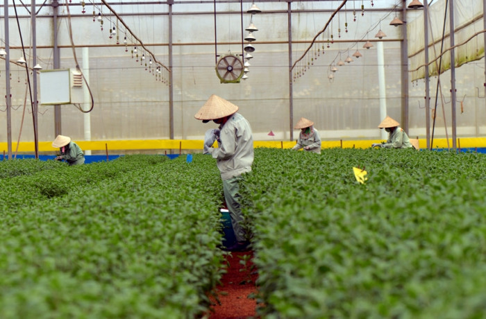 First harvest at new Lam Ha farm