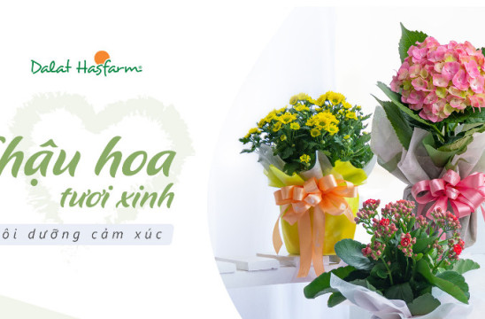 Hoa chậu - Mảng xanh cho gia đình