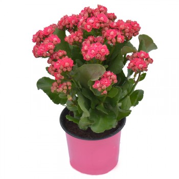 Kalanchoe - Double petal