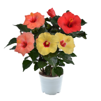 Three-colour Hibiscus