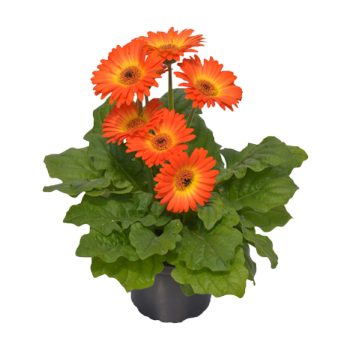 Gerbera