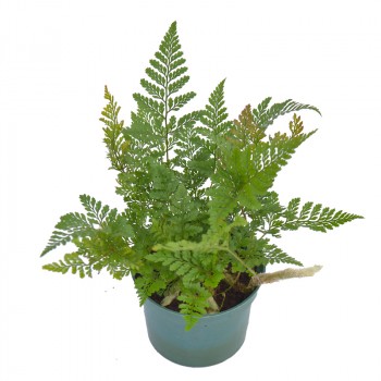 Fern