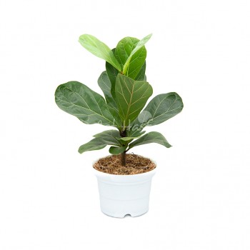 Ficus