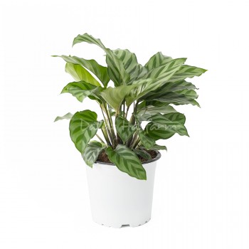 Calathea