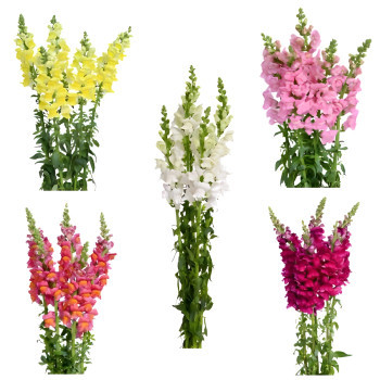 Antirrhinum