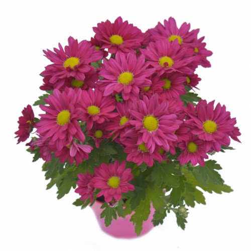 Chrysant Mini - Purple