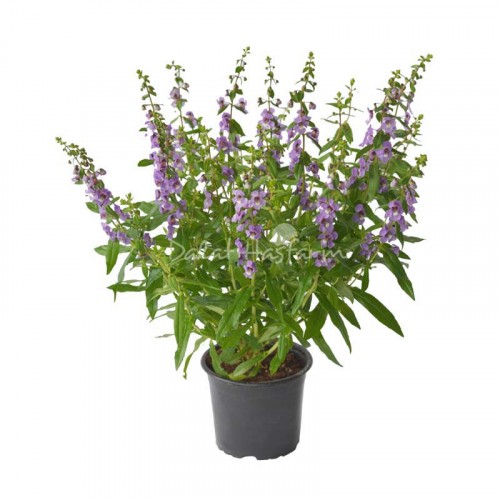 Angelonia Purple