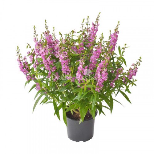 Angelonia