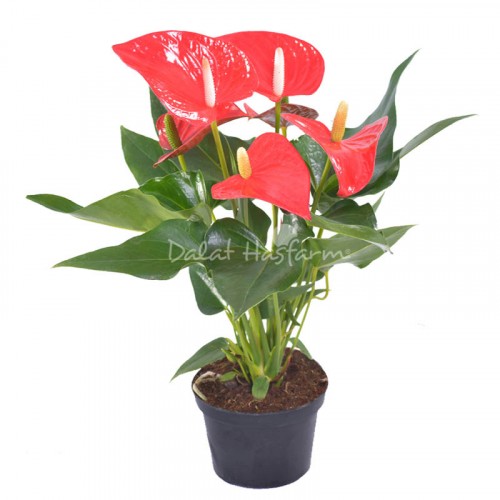 Anthurium Red