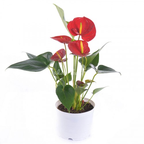 Anthurium Red