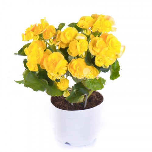 Begonia Yellow