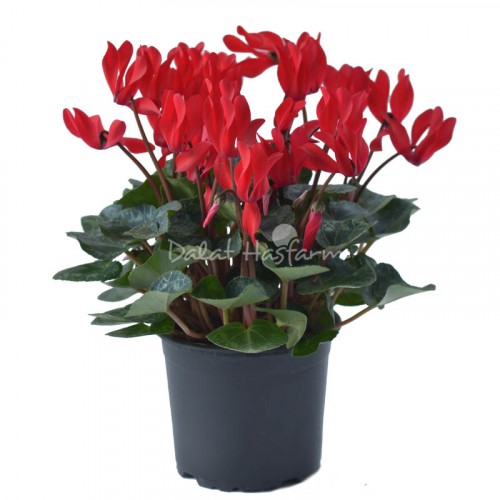 Cyclamen – Red