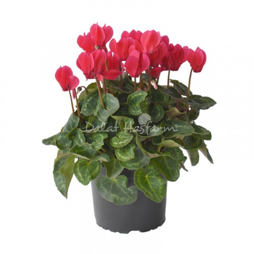 Cyclamen – Red