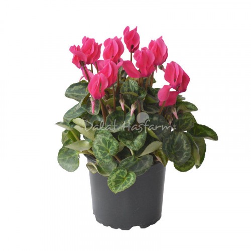 Cyclamen – Pink