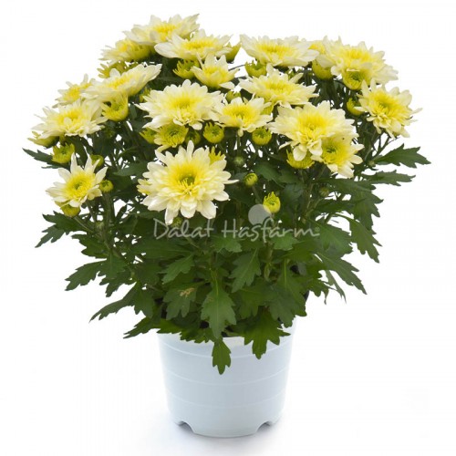 Chrysant Big - White petal