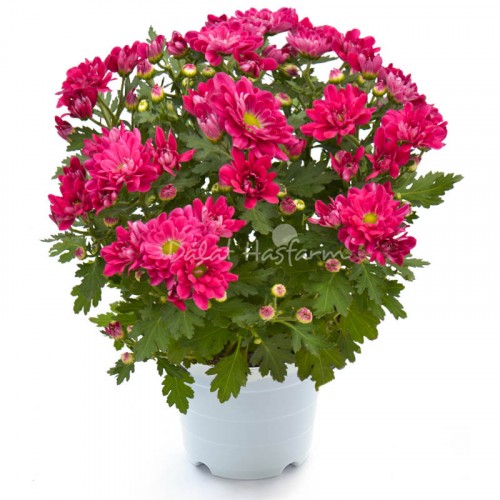 Chrysant Big Dark pink