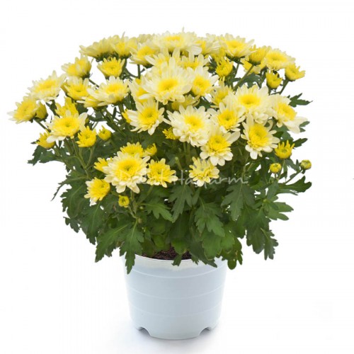 Chrysal Vanilla