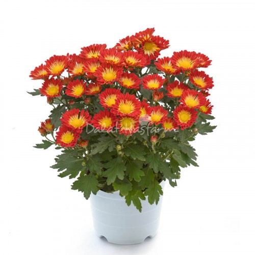 Chrysant Big - Bicolor Red Orange