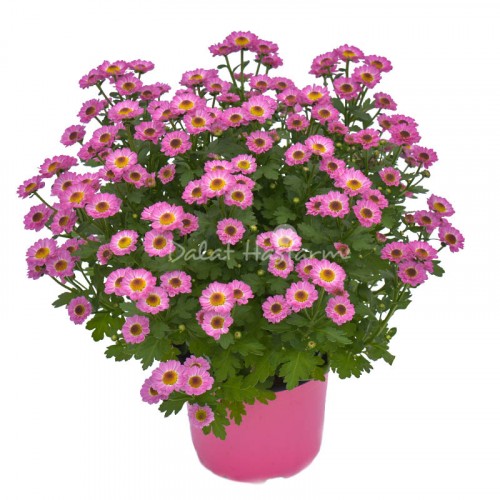 Chrysant Medium - Pink