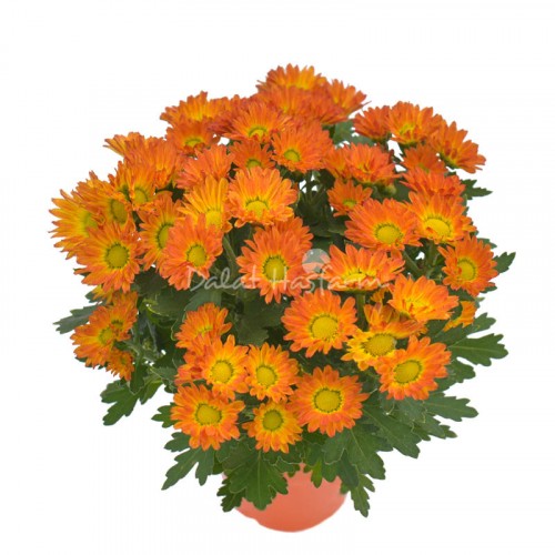 Chrysant Medium - Bronze Orange