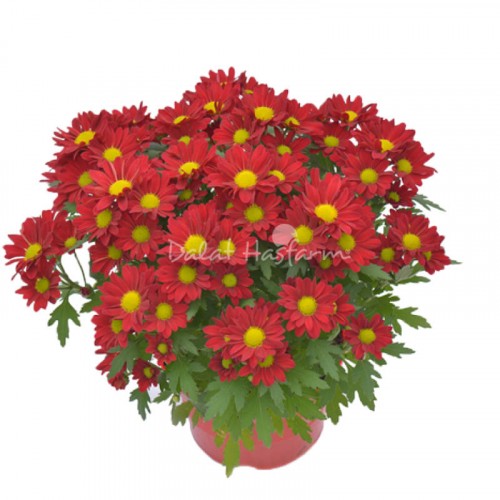 Chrysant Medium - Red