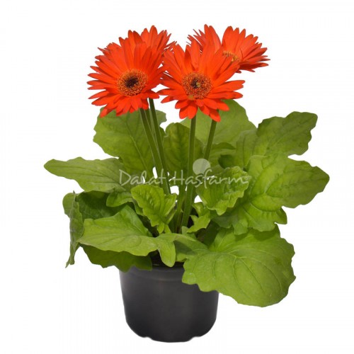 Gerbera Red