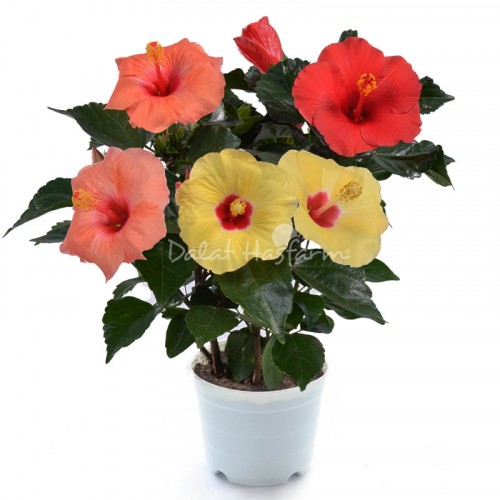 HibisQs 3 color