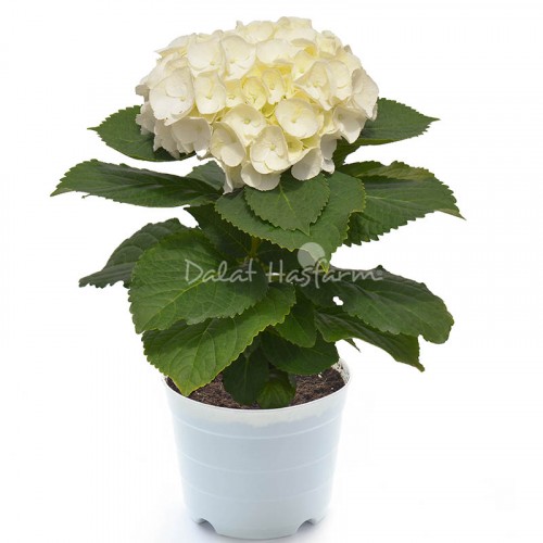 Hydrangea White