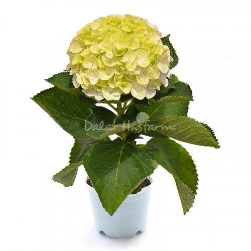 Hydrangea Green