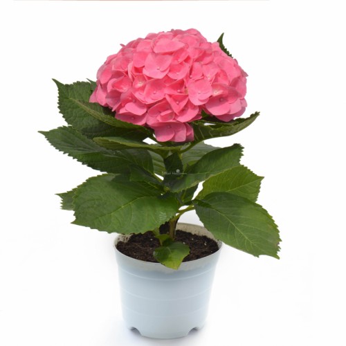 Hydrangea Pink