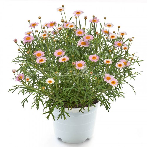 Marguerite Light Pink