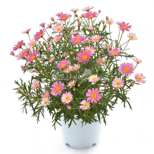 Marguerite Pink