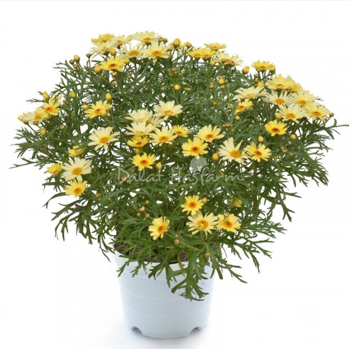 Marguerite Yellow