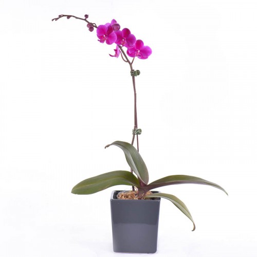 Phalaenopsis – Purple