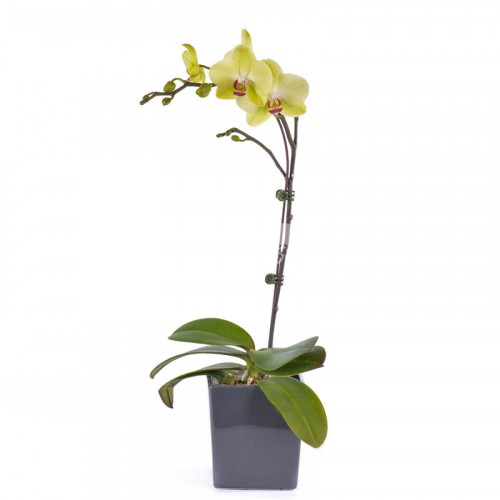 Phalaenopsis - Light Yellow