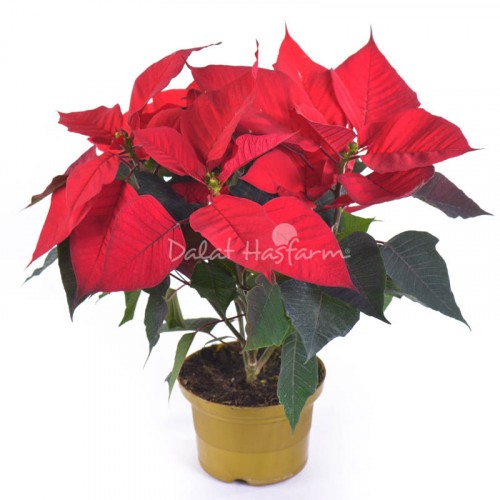 Poinsettia - Red