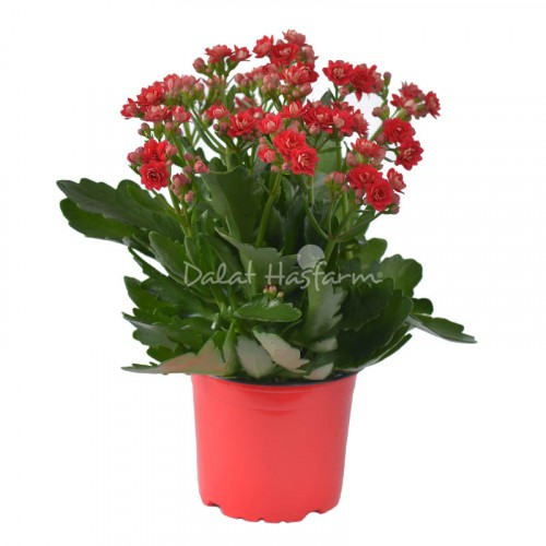 Kalanchoe - Double petal – Red