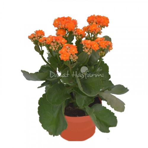 Kalanchoe - Double petal – Orange