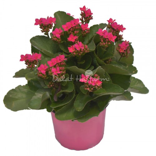 Kalanchoe - Single petal Purple