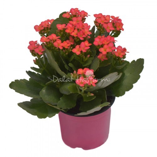 Kalanchoe - Single petal Pink