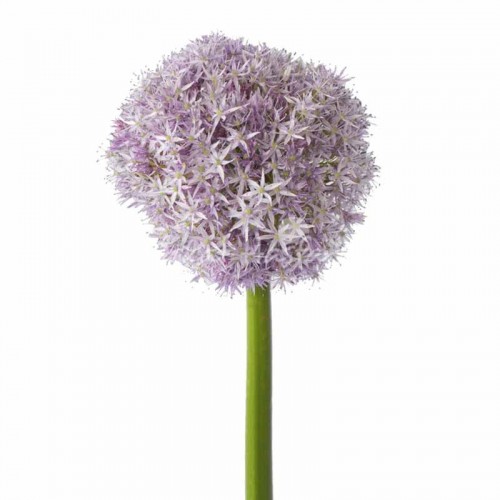 Allium Globemaster